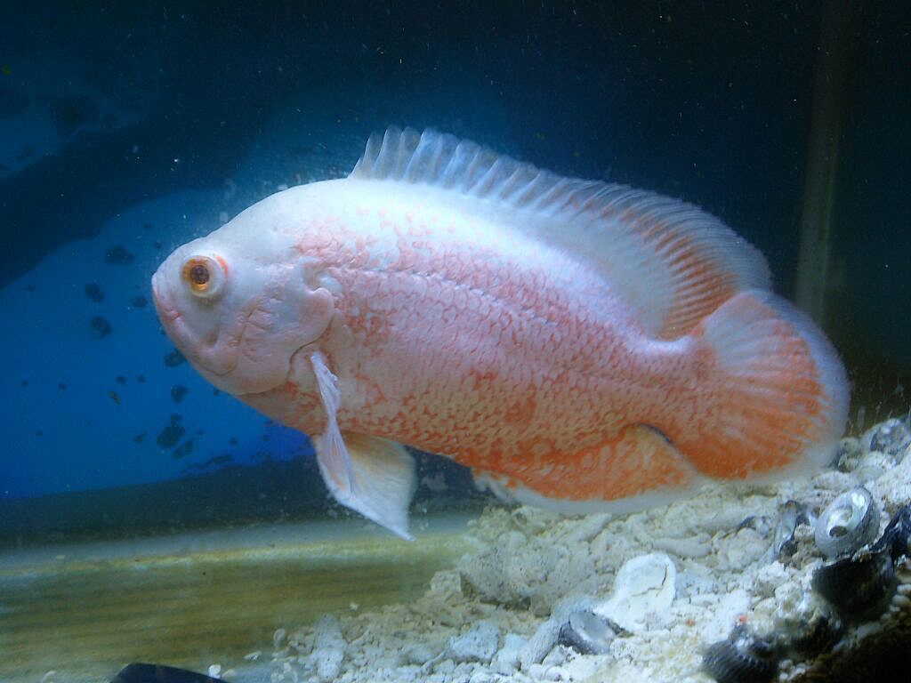 観賞魚の紹介です